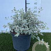 Teucrium fruticans 30-40 cm 3,0L