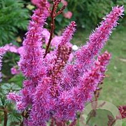 Astilbe c. 'Purpurlanze' GM P9