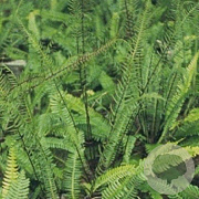 Blechnum spicant GM P9