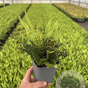 Blechnum spicant GM P9
