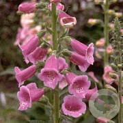 Digitalis purpurea GM P9