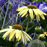Echinacea 'Sunrise' GM P9