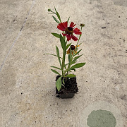Helenium 'Moerheim Beauty' GM P9