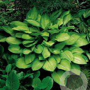 Hosta 'Gold Standard' GM P9