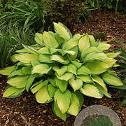 Hosta 'Gold Standard' GM P9