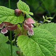 Lamium orvala GM P9