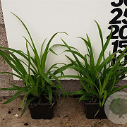 Luzula sylvatica GM P9