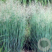 Panicum virgatum 'Heavy Metal' GM P9