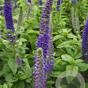 Veronica 'Sunny Border Blue' GM P9