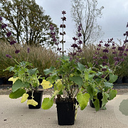 Salvia vert. 'Purple Rain' GM P9