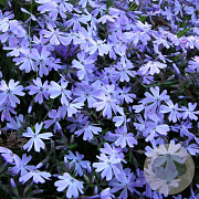 Phlox (S) Fabulous Blue Dark Center GM C5
