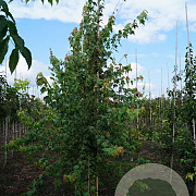 Acer buergerianum 10-12 HO draadkluit