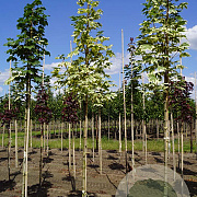 Acer plat. 'Drummondii' 12-14 HO draadkluit