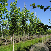 Acer rubrum 'Brandywine' 8-10 HO draadkluit