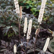 Actaea simp. 'Atropurpurea' GM P9