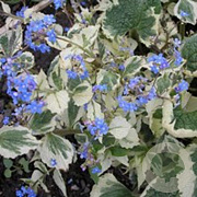 Brunnera macr. 'Dawson's White' GM P9
