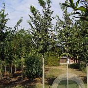 Celtis australis 12-14 HO draadkluit