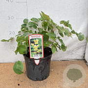 Epimedium versic. 'Sulphureum' GM 2,0L