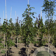 Fraxinus e. 'Geessink' 10-12 HO draadkluit
