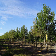 Fraxinus pen. 'Summit' 20-25 HO draadkluit