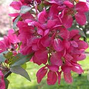 Malus 'Almey' 18-20 HO draadkluit