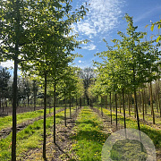 Parrotia persica 'Vanessa' 20-25 HO draadkluit