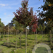 Pyrus calleryana 'Redspire' 12-14 HO draadkluit