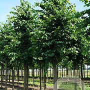 Tilia flavescens 'Glenleven' 18-20 HO draadkluit