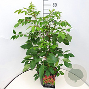 Tetradium daniellii 60-80 cm 10L
