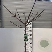 Ginkgo bil. 'Mariken' 180 cm stam 12L