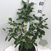 Hamamelis int. 'Arnold Promise' 50-60 cm 7,5L
