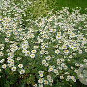 Tanacetum niveum 'Jackpot' GM P9