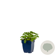 Geranium cant. 'Biokovo' GM  P11