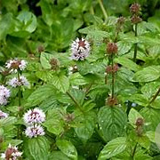 Mentha pip. 'Black Mitcham' GM  P11