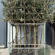 Quercus ilex 8-10 HO container lei 120x120 200 cm stam
