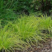 Carex oshim. 'Everillo' GM P9