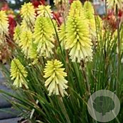 Kniphofia 'Citron' GM P9
