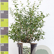 Osmanthus burkwoodii 60-80 cm 7,5L