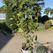 Viburnum opulus 'Roseum' 50-60 cm 2,5L