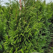 Thuja pl. 'Martin' 175-200 cm met kluit
