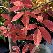 Acer maximowiczianum 200-250 cm draadkluit meerstammig 160-180 cm diameter