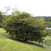 Carpinus caroliniana 300-350 cm draadkluit meerstammig