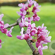 Cercis griffithii 200-250 cm draadkluit meerstammig 160-180 cm diameter