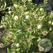 Cephalanthus o. Magical Moonlight 60-80 cm 15L