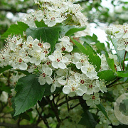 Crataegus viridis 'Winter King' 175-200 cm wortelgoed