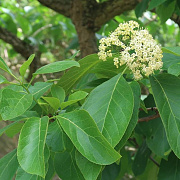 Ehretia dicksonii 40-60 cm 5,0L