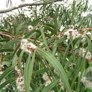 Eucalyptus perriniana 200-250 cm 10L