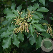Fraxinus bungeana 8-10 HO draadkluit