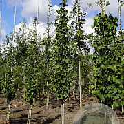 Ginkgo bil. 'Princeton Sentry' 6-8 HO draadkluit