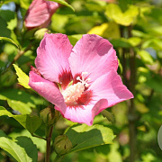 Hibiscus syr. 'Flogi' 150-175 cm draadkluit struik